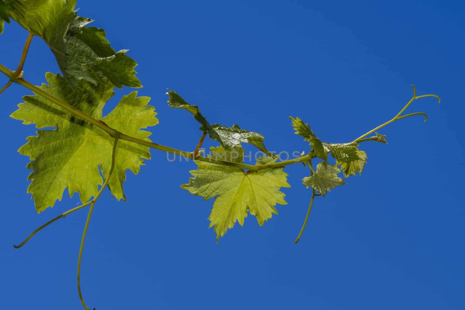 Isolated grape vine branch, blue sky as background by asafaric