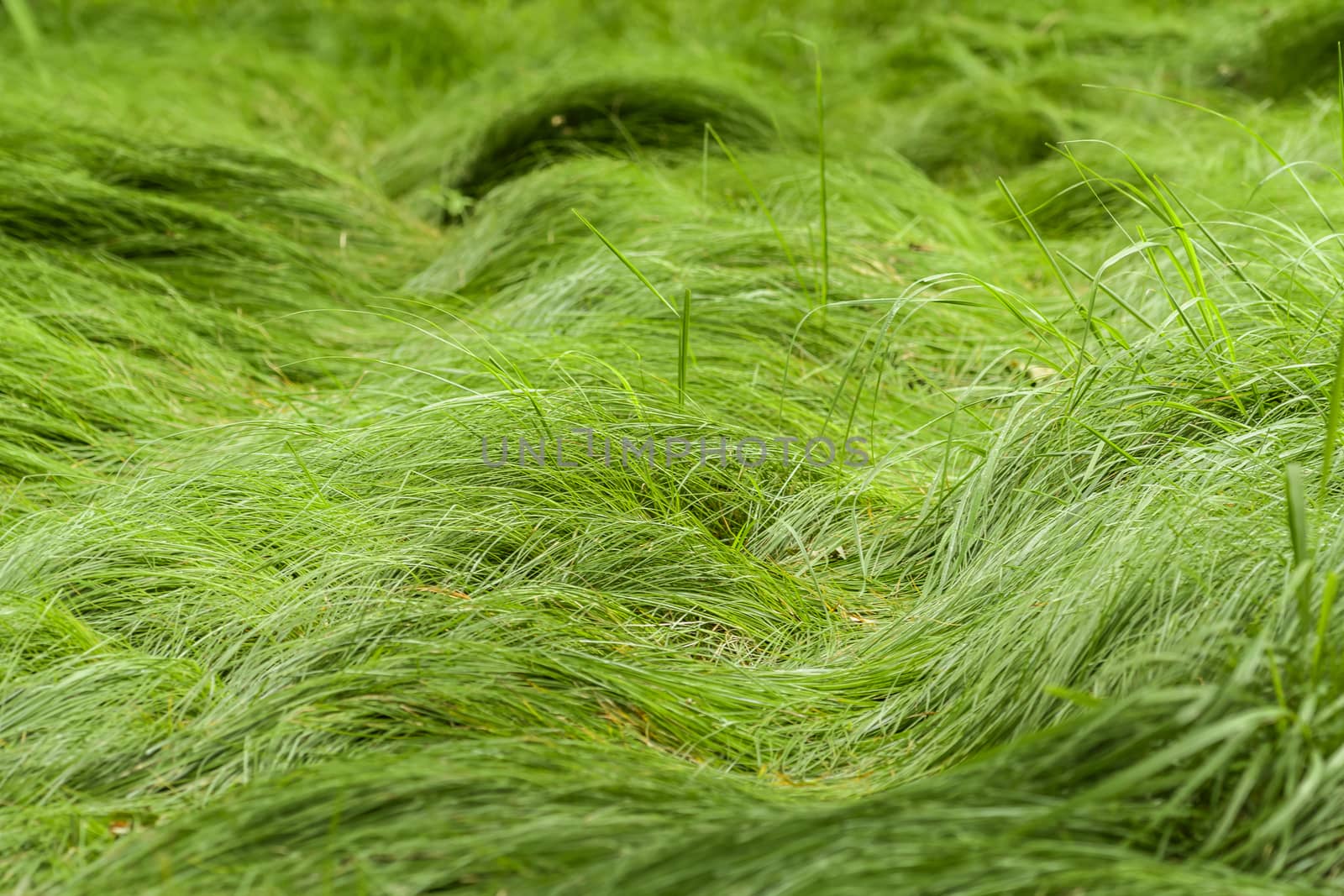 Green grass in forrest flattened on ground after heavy rains has made a path almost invisible