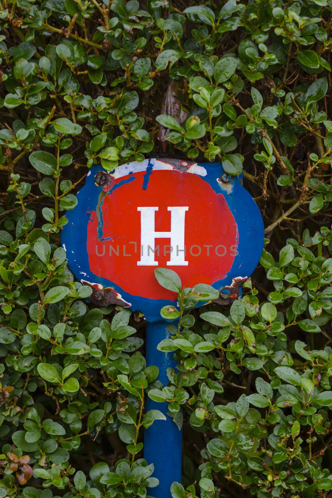 Water valve or hydrant sign plate, white H letter on red and blue in green hedge