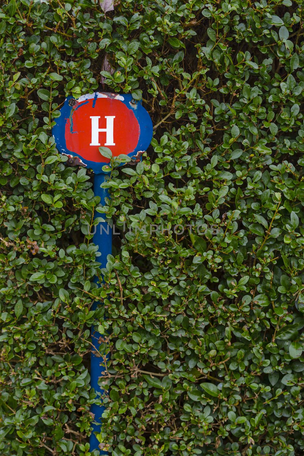 Water valve sign plate in green hedge by asafaric