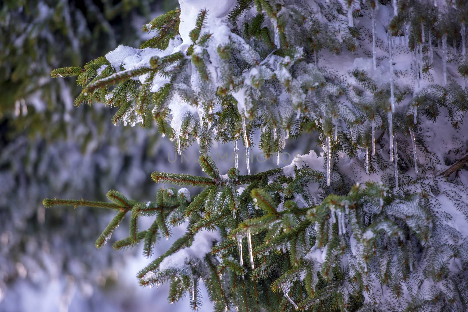 Spruce branches covered with snow and ice. Droplets of ice frozen on spruce needles and twigs, selective focus.