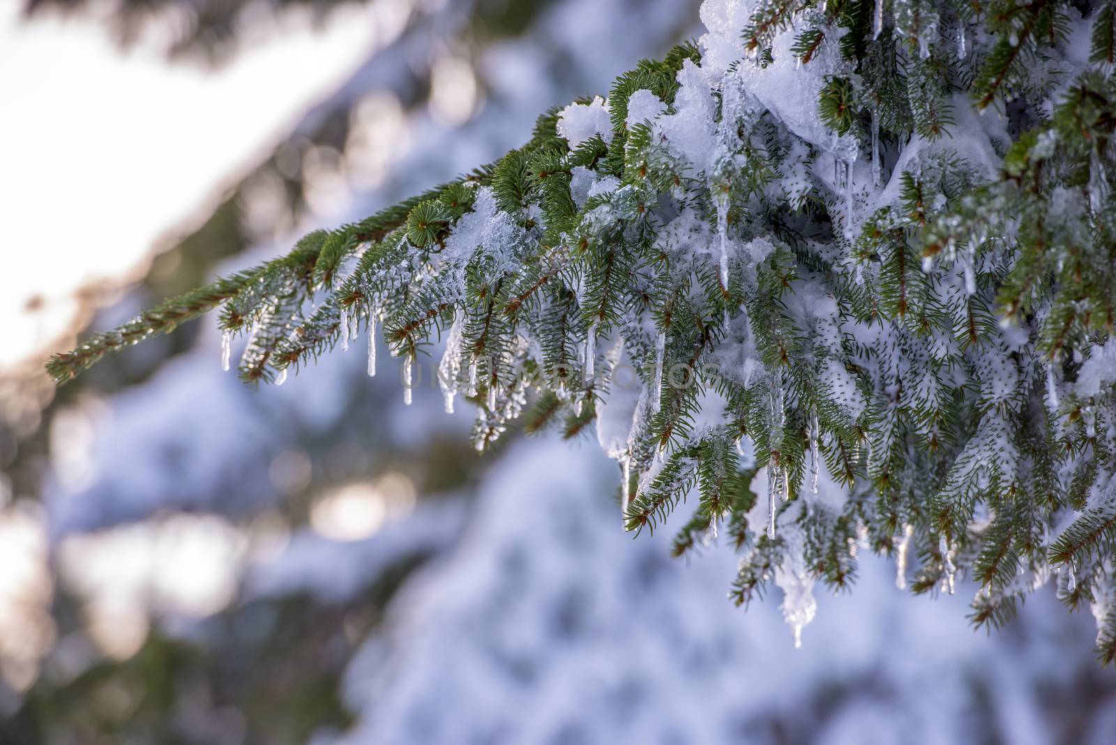 Spruce branches covered with snow and ice. Droplets of ice frozen on spruce needles and twigs, selective focus.
