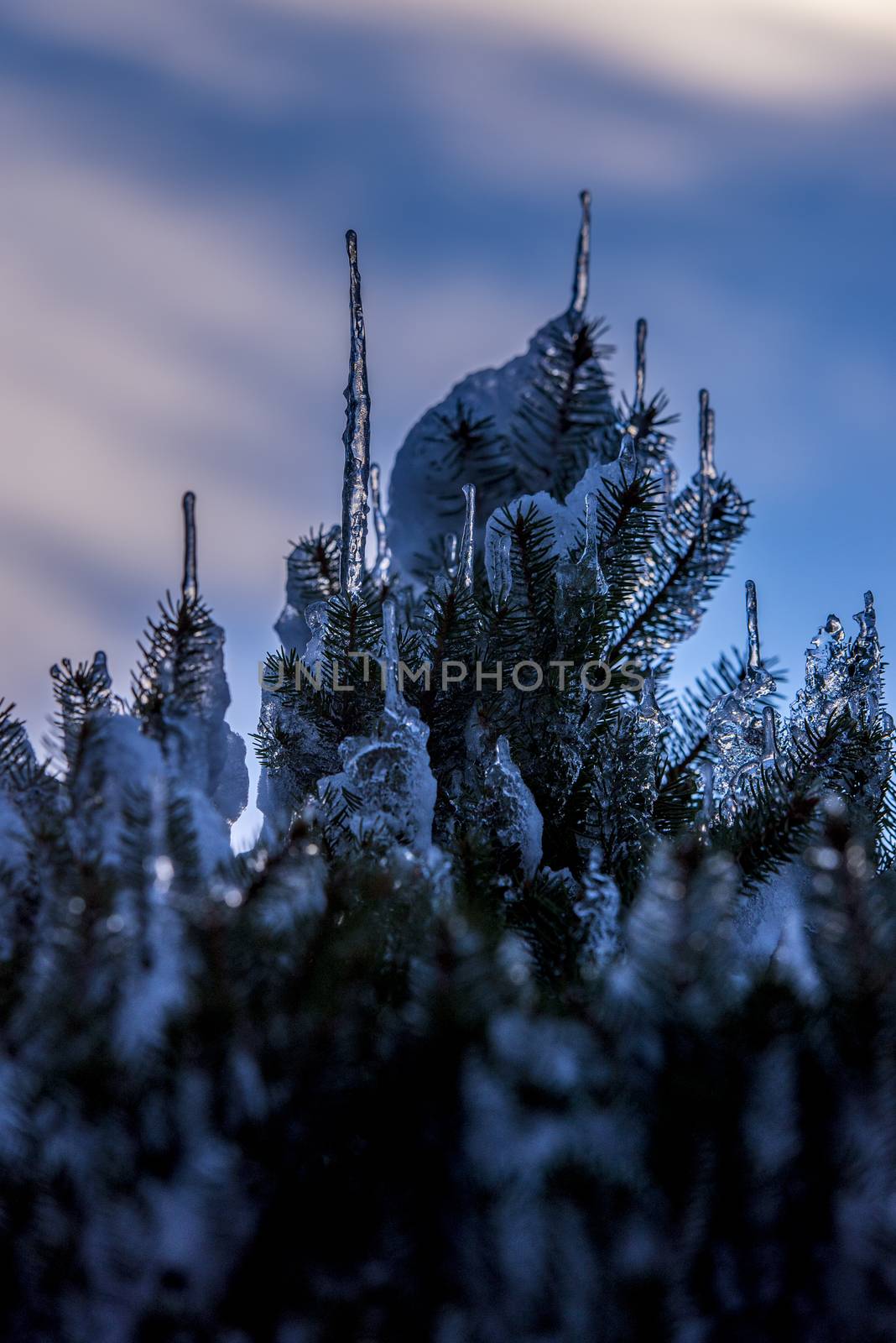 Spruce branches covered with snow and ice. Droplets of ice frozen on spruce needles and twigs, selective focus.