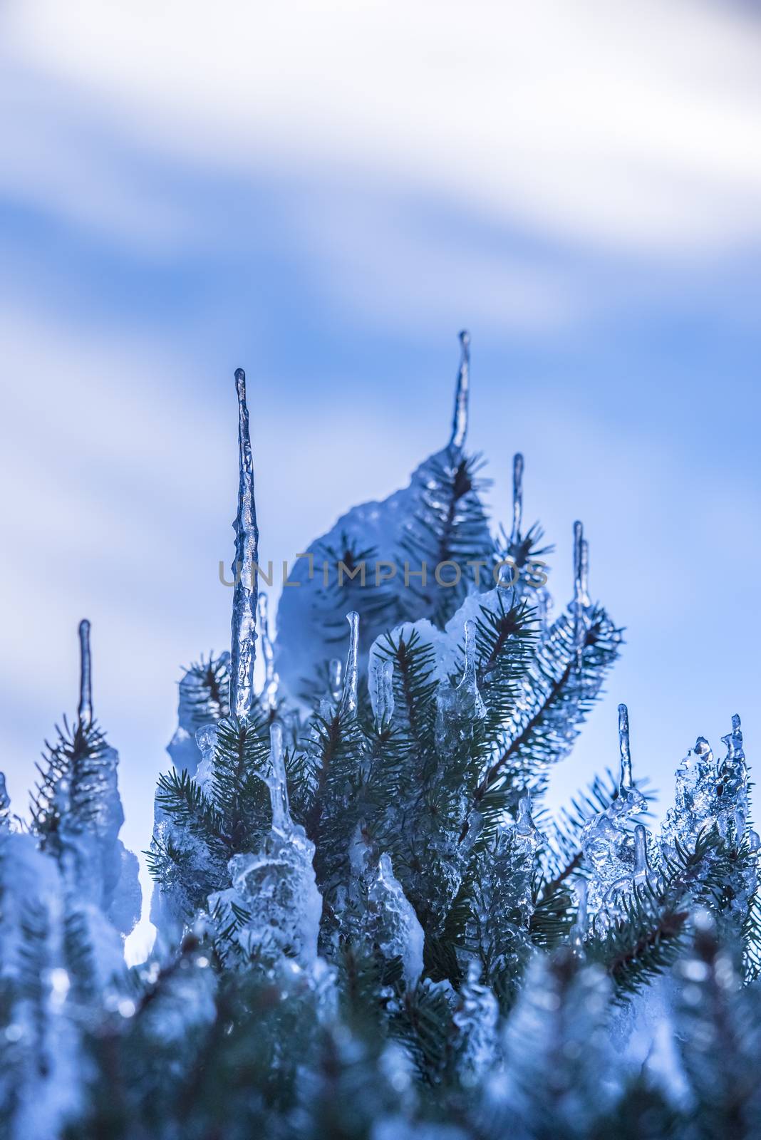 Spruce branches covered with snow and ice. Droplets of ice frozen on spruce needles and twigs, selective focus.