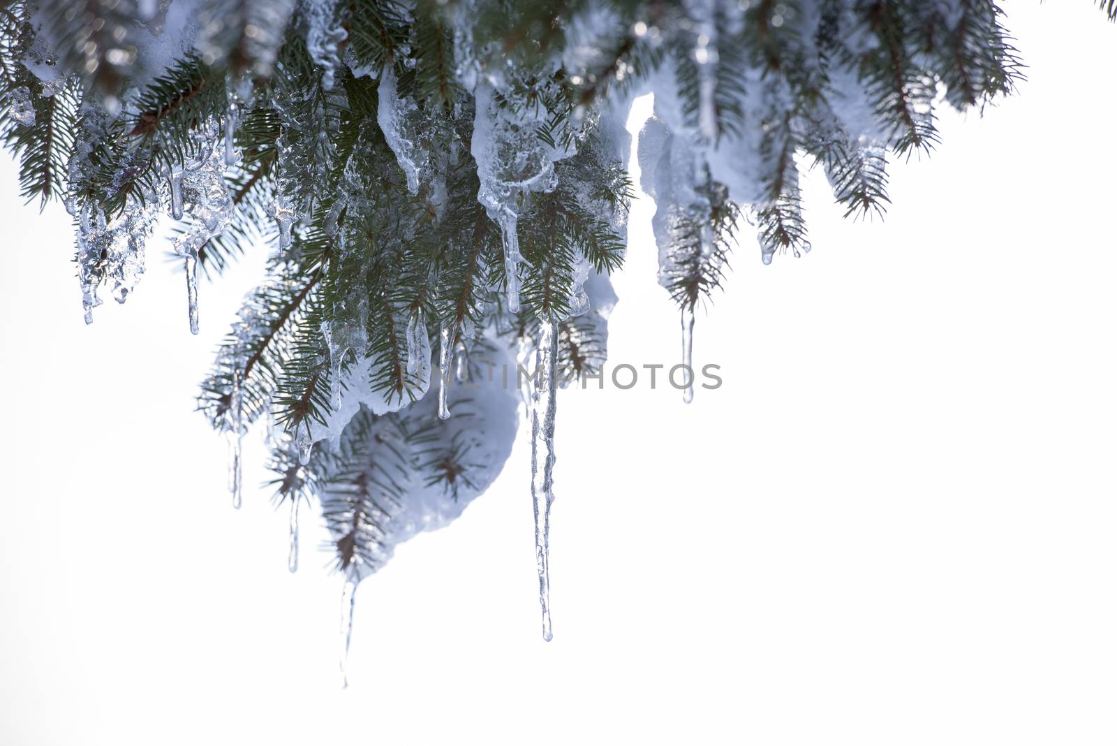 Spruce branches covered with snow and ice. Droplets of ice frozen on spruce needles and twigs, selective focus.