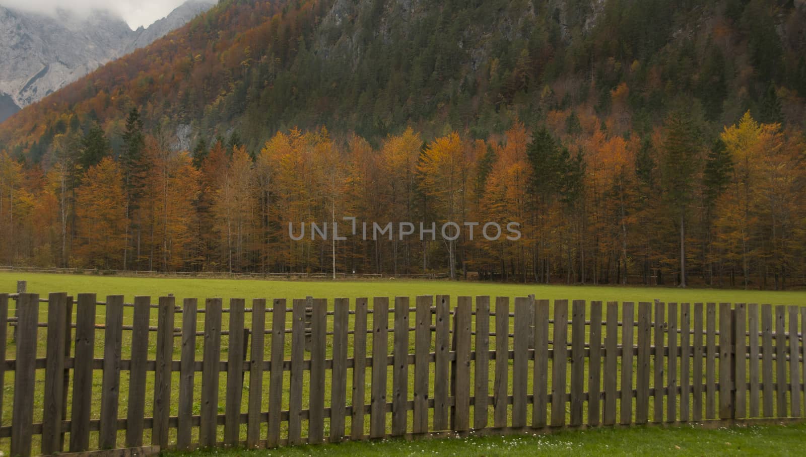 Autumn colors in Logarska dolina, Slovenia. Colorful red, orange and yellow tree foliage, Alps in background, meadow in foreground.