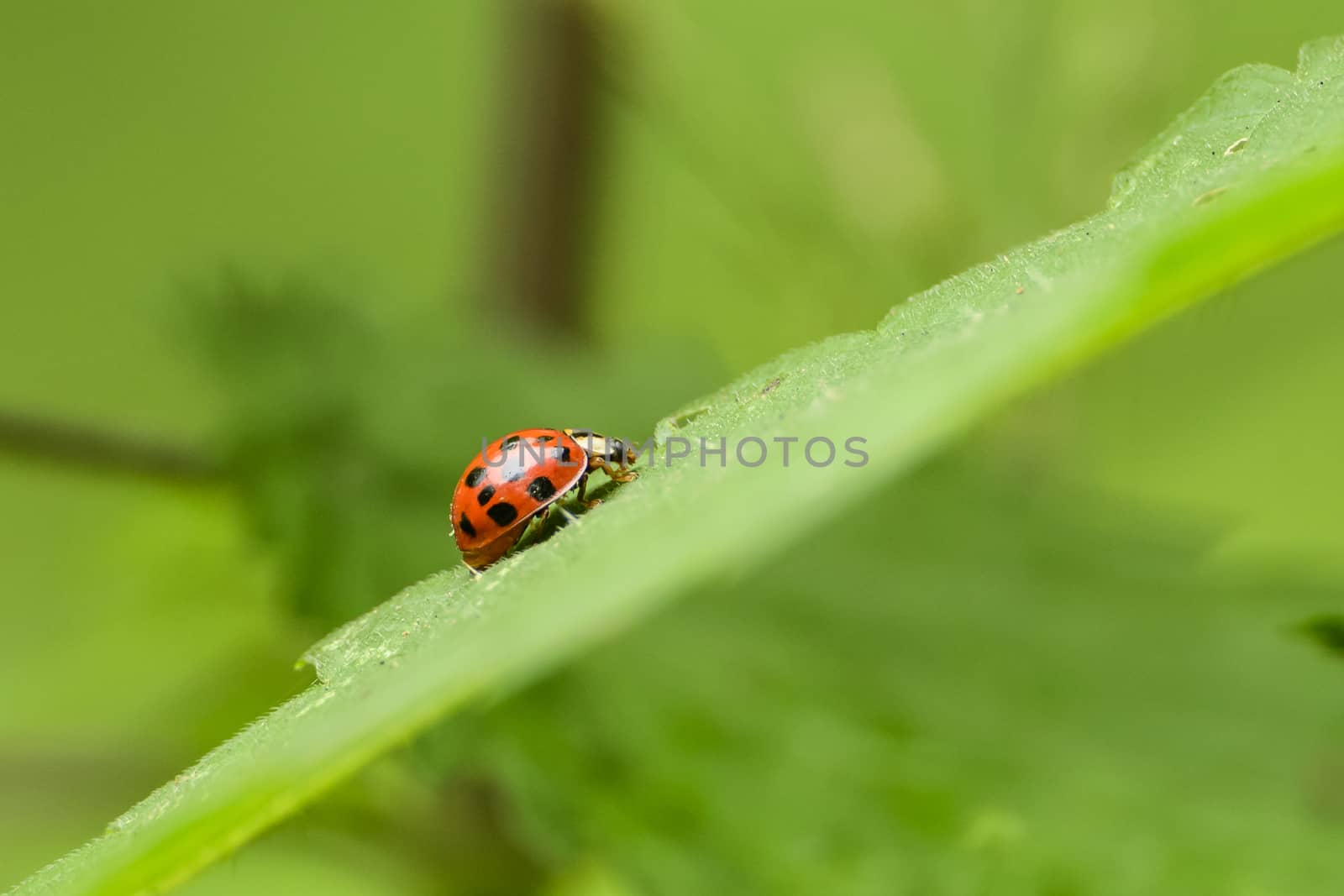 Ladybug on foliage by asafaric