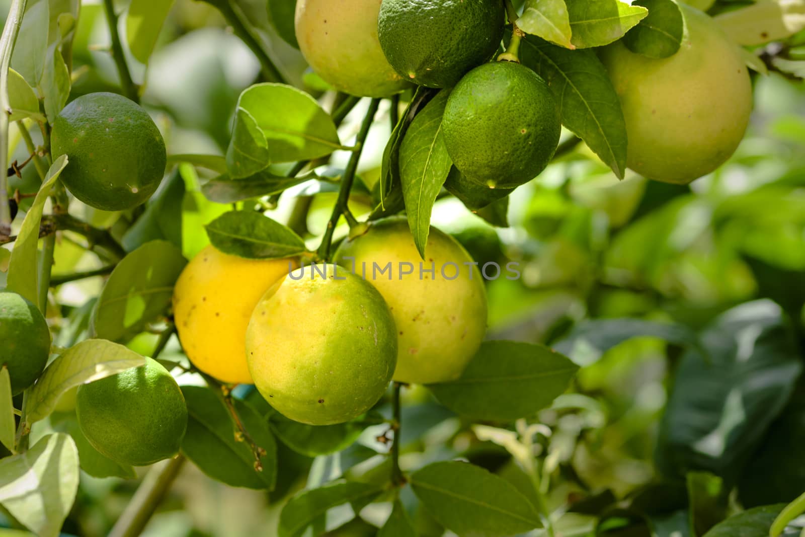 Lemons ripening on tree by asafaric