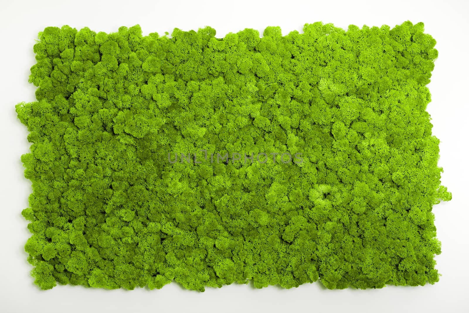 Reindeer moss wall, green wall decoration made of reindeer lichen Cladonia rangiferina, Pantone 15-0343c olor of the year 2017
