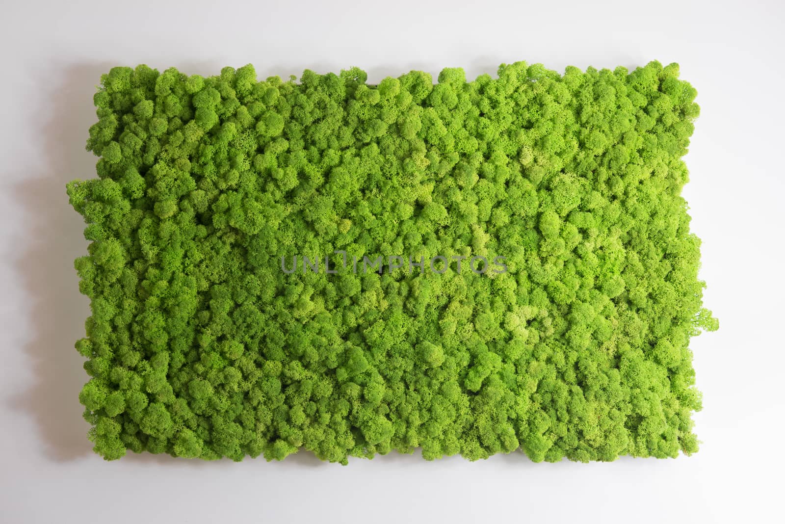 Reindeer moss wall, green wall decoration made of reindeer lichen Cladonia rangiferina