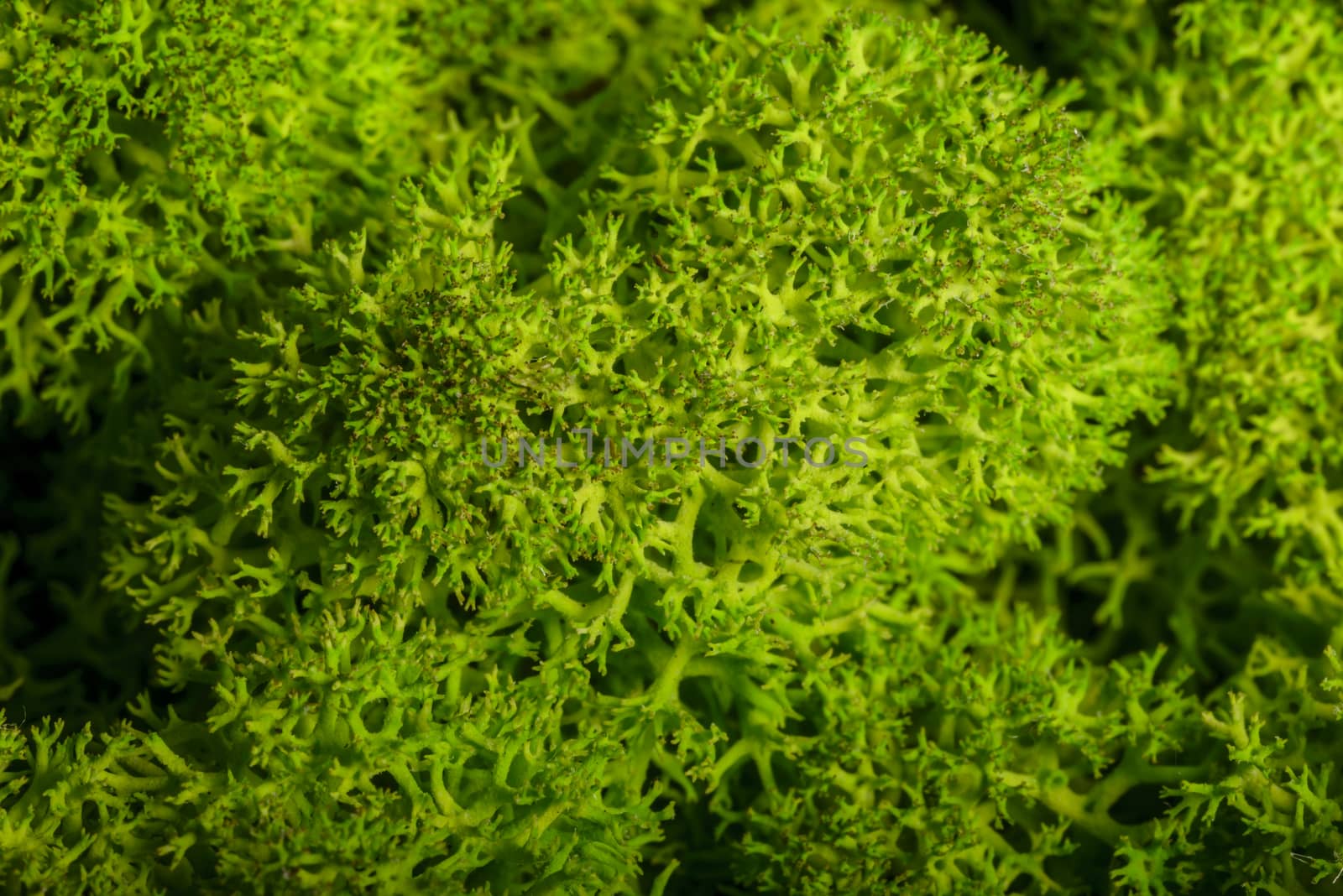 Reindeer moss wall, green wall decoration, lichen Cladonia rangi by asafaric