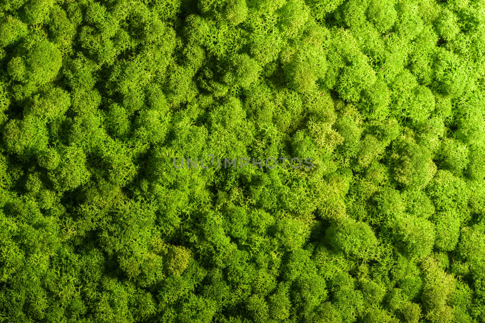 Reindeer moss wall, green wall decoration, lichen Cladonia rangi by asafaric