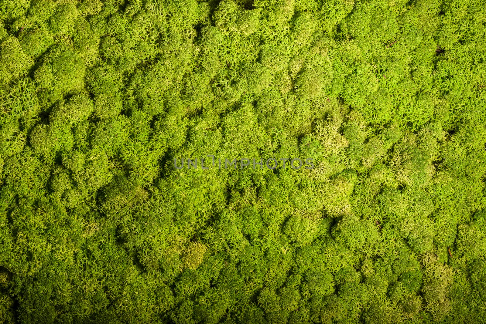 Reindeer moss wall, green wall decoration, lichen Cladonia rangi by asafaric