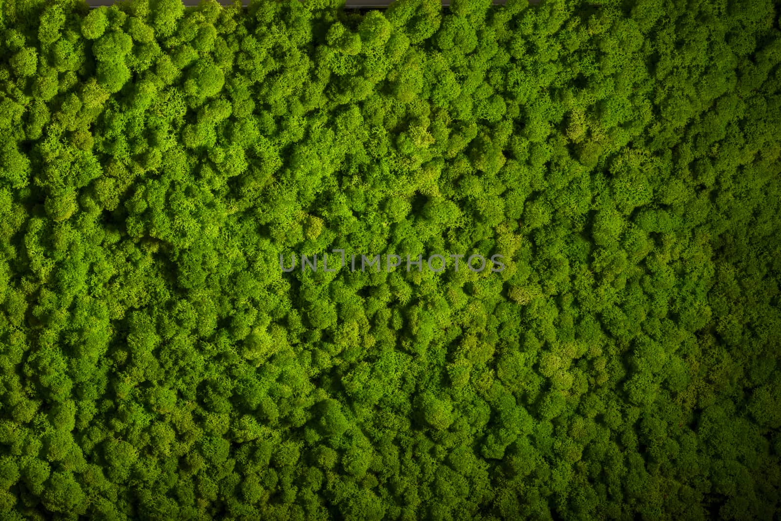 Reindeer moss wall, green wall decoration made of reindeer lichen Cladonia rangiferina