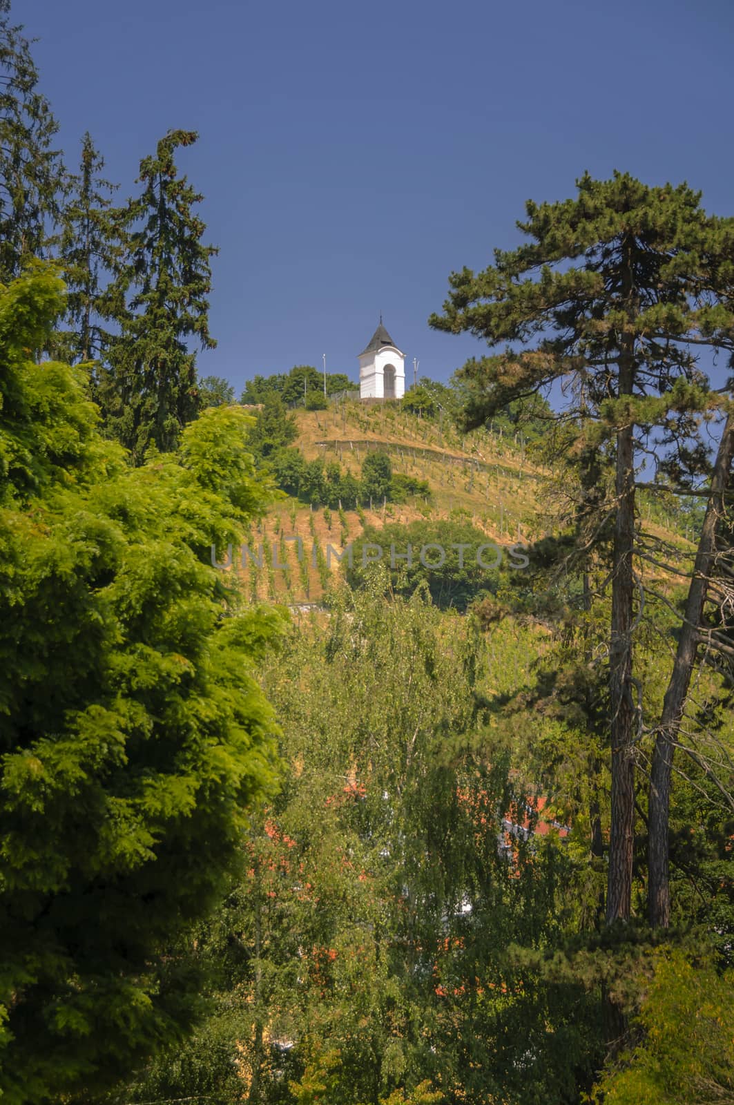 View on Piramida hill through trees in city park, Maribor Slovenia and the famous vineyard on the hill.