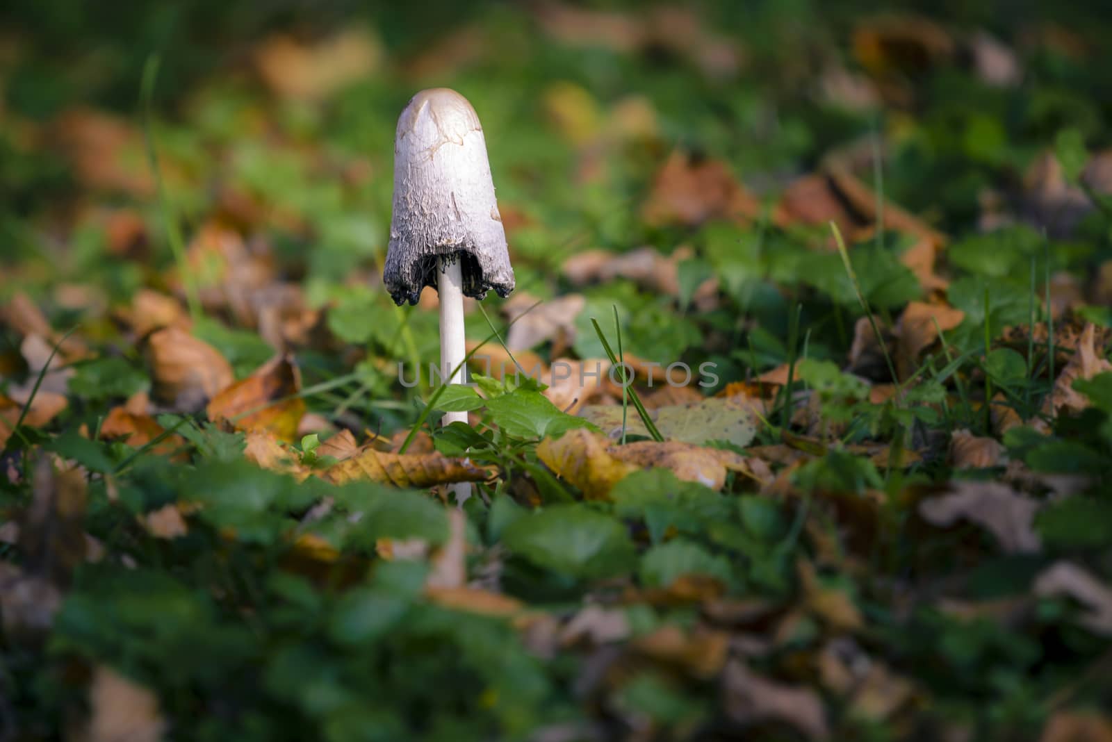 Mushroom in woods in autumn foliage on forest ground