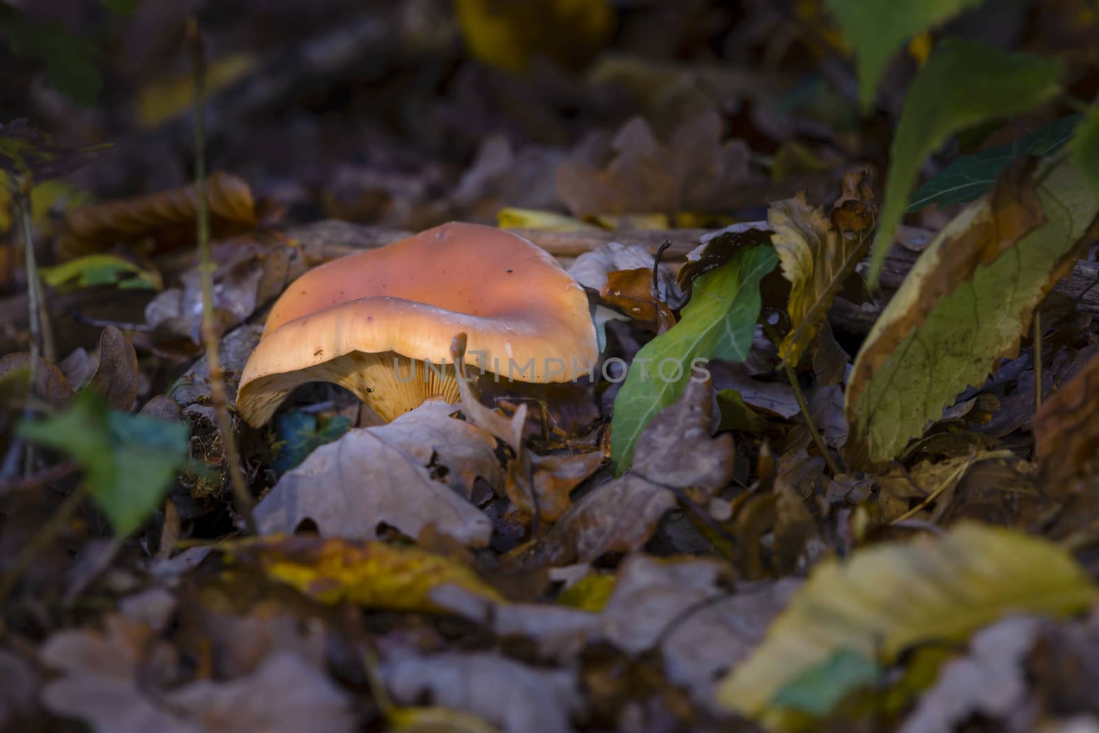 Mushroom in woods in autumn foliage on forest ground
