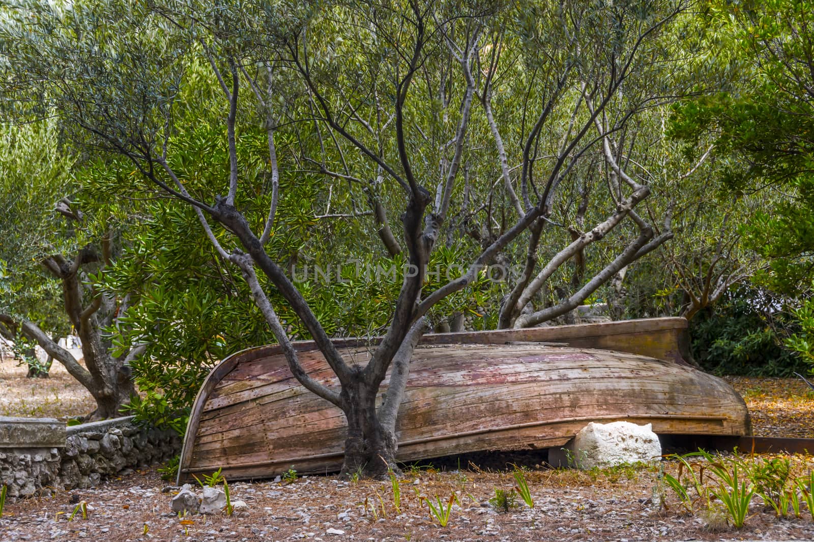 Abandoned old woodedn boat with stripped paint below bushes and trees waiting for restoration