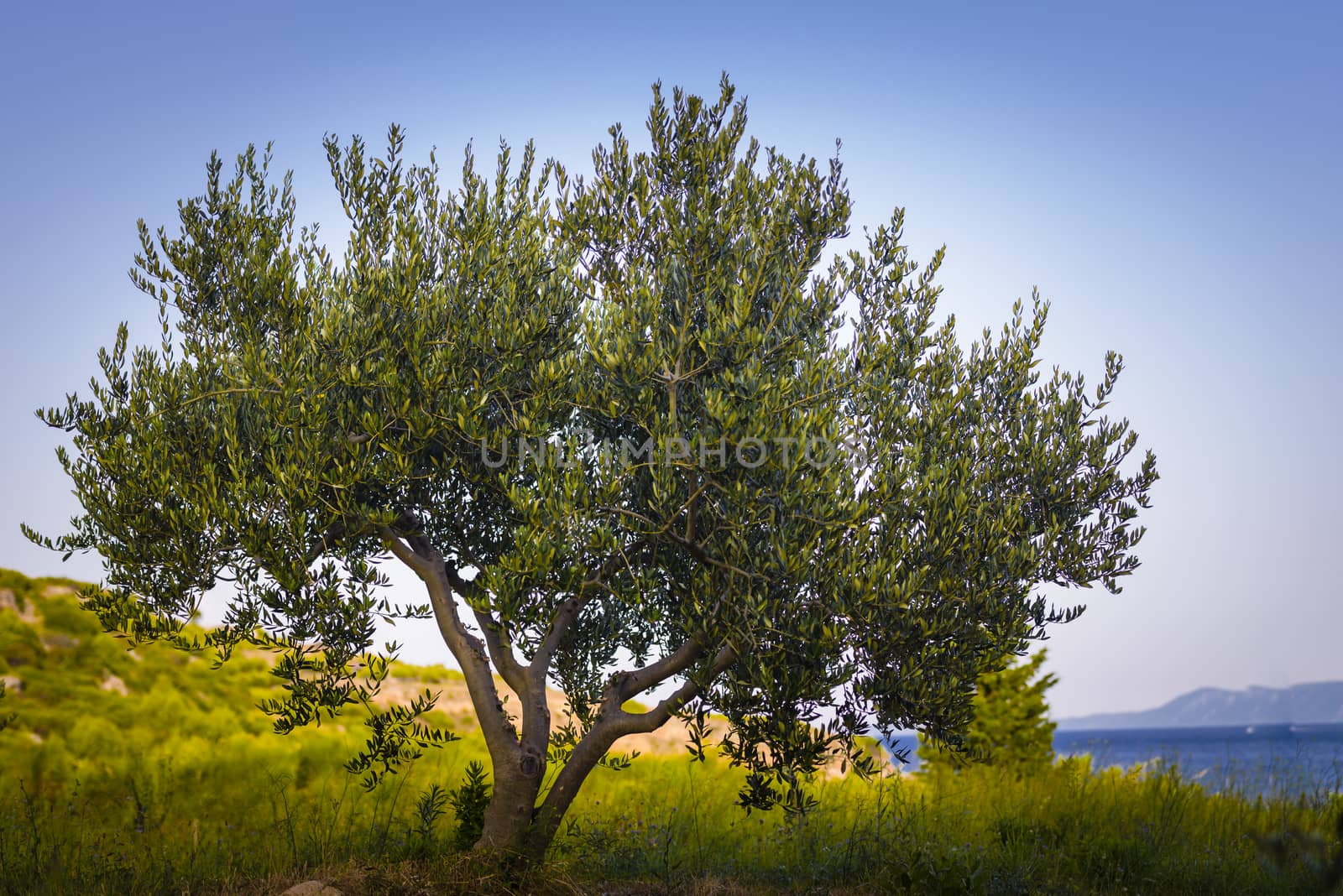 Olive tree at sunset, sea and islands in background, island of Brac