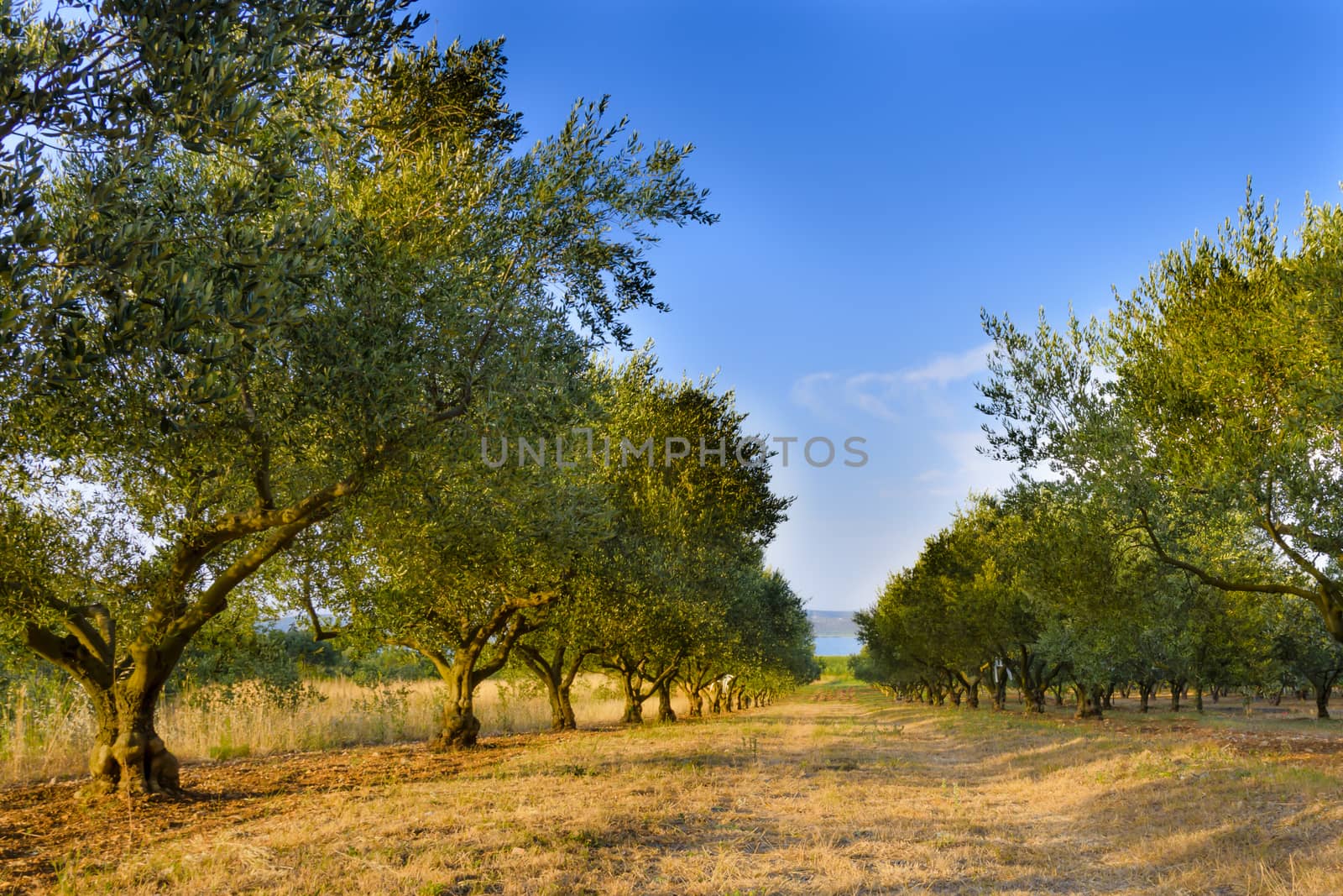 Olive trees at sunset, selective focus by asafaric