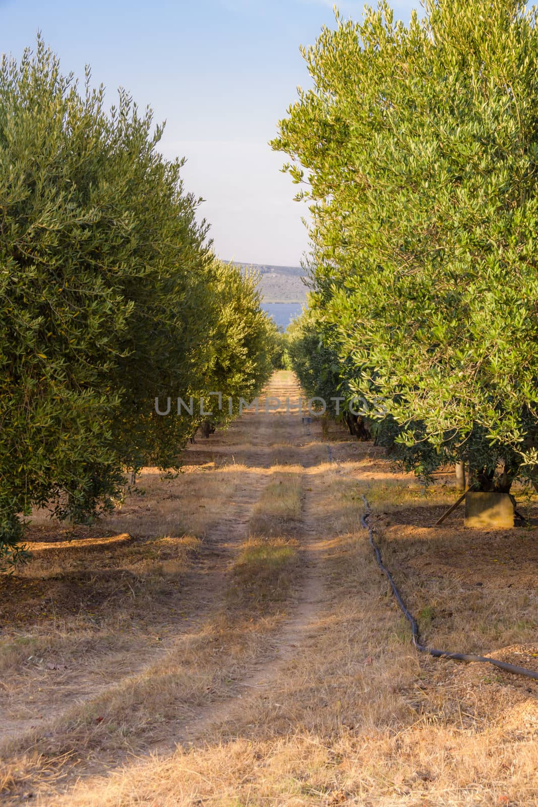 Olive trees at sunset, selective focus, planted in rows