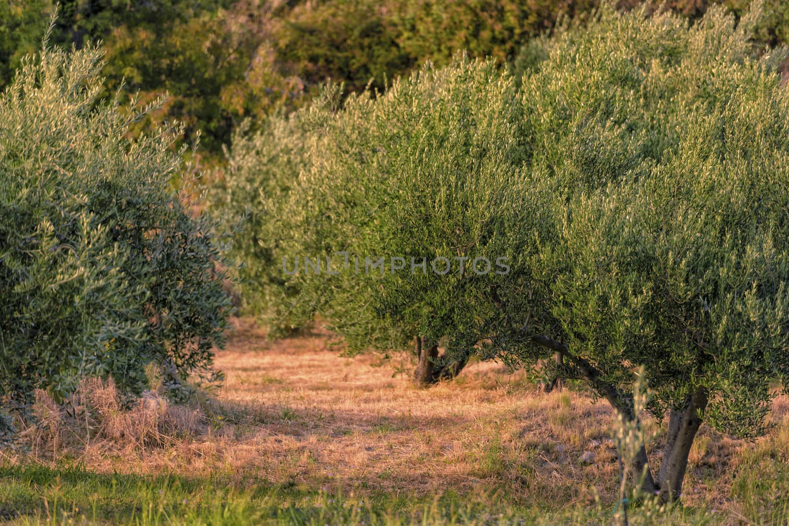 Olive trees at sunset, selective focus