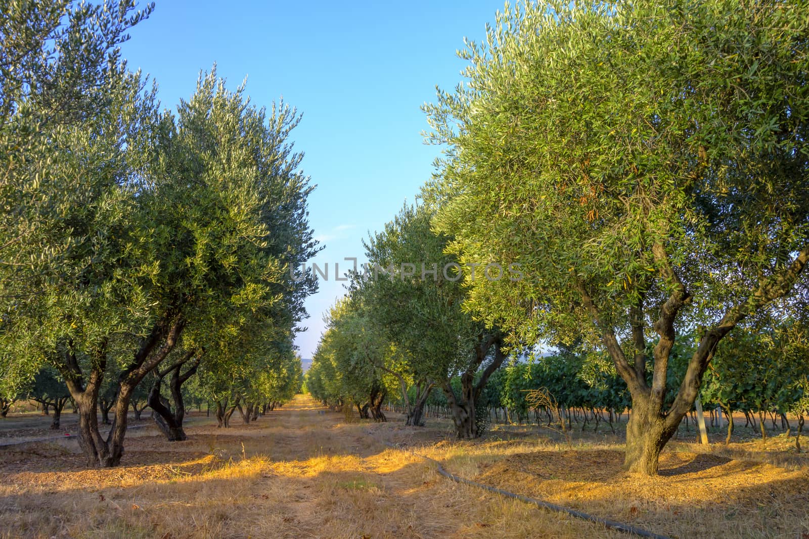 Olive trees at sunset, selective focus, planted in rows