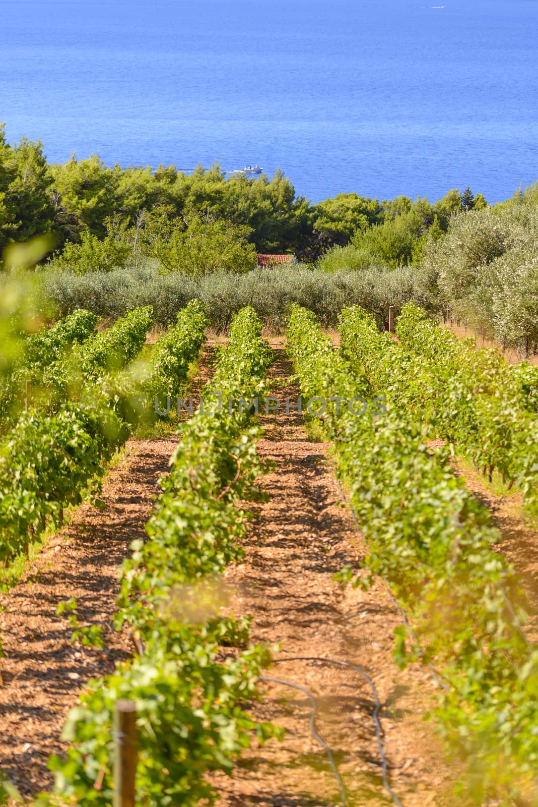 Olive trees, olives and vineyards of Dalmatian island Brac, Croatia