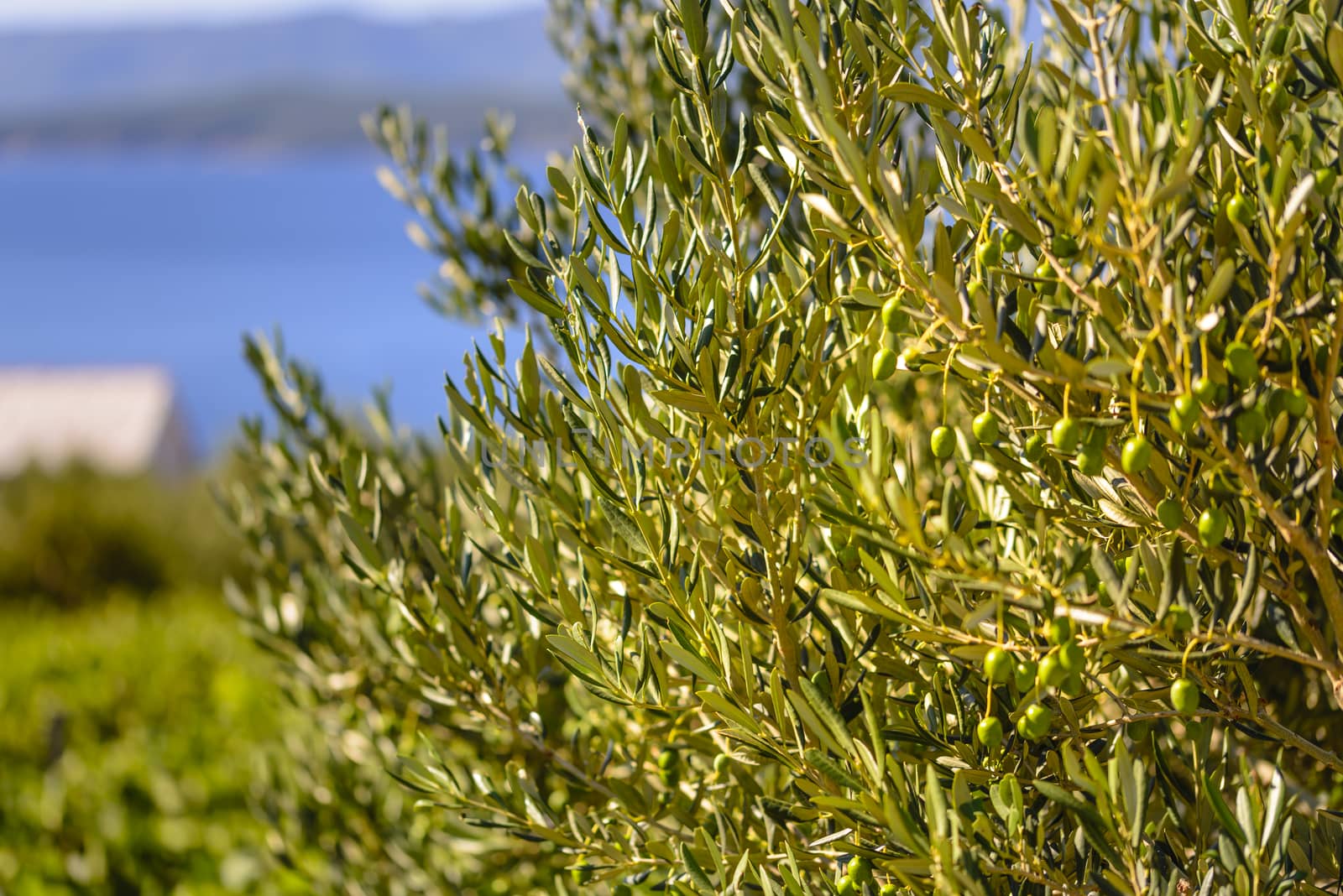 Olive trees, olives and vineyards of Dalmatian island Brac, Croatia