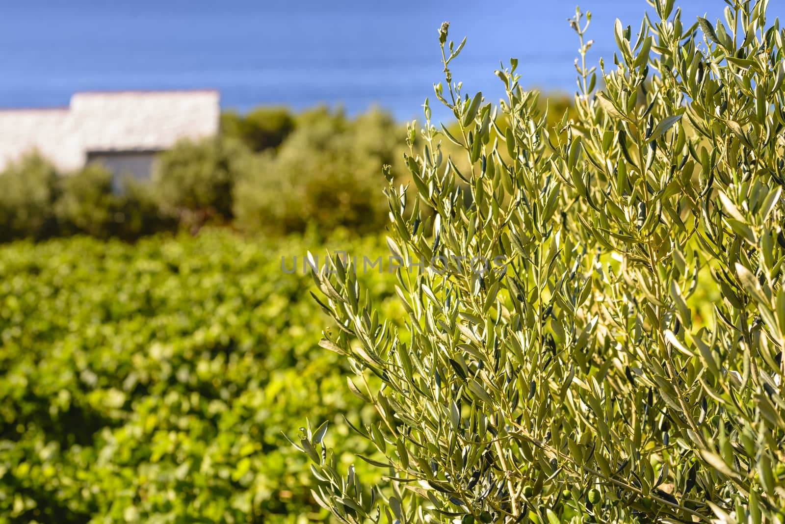 Olives and vineyards of Dalmatian island Brac, Croatia by asafaric