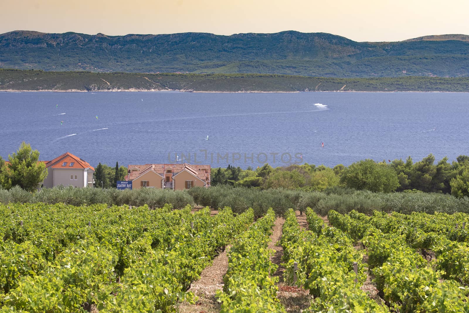 Olives and vineyards of Dalmatian island Brac, Croatia by asafaric