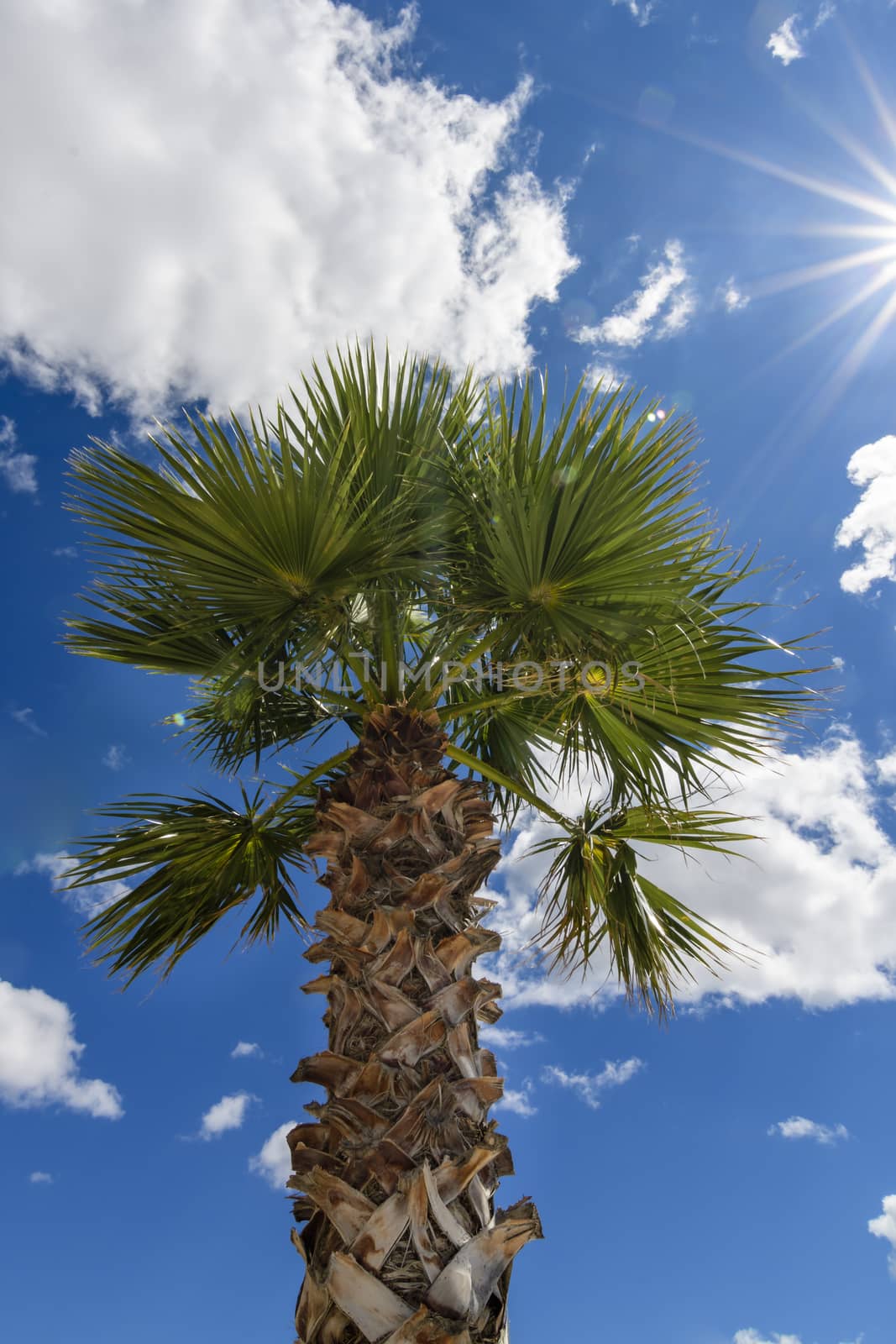 Palm tree against blue sky with white clouds with sunstars and l by asafaric