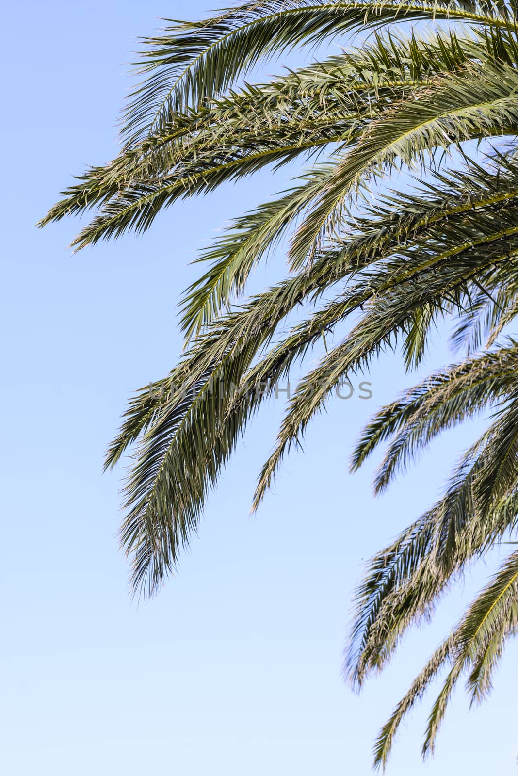 Branches of a palm tree against a clear blue sky