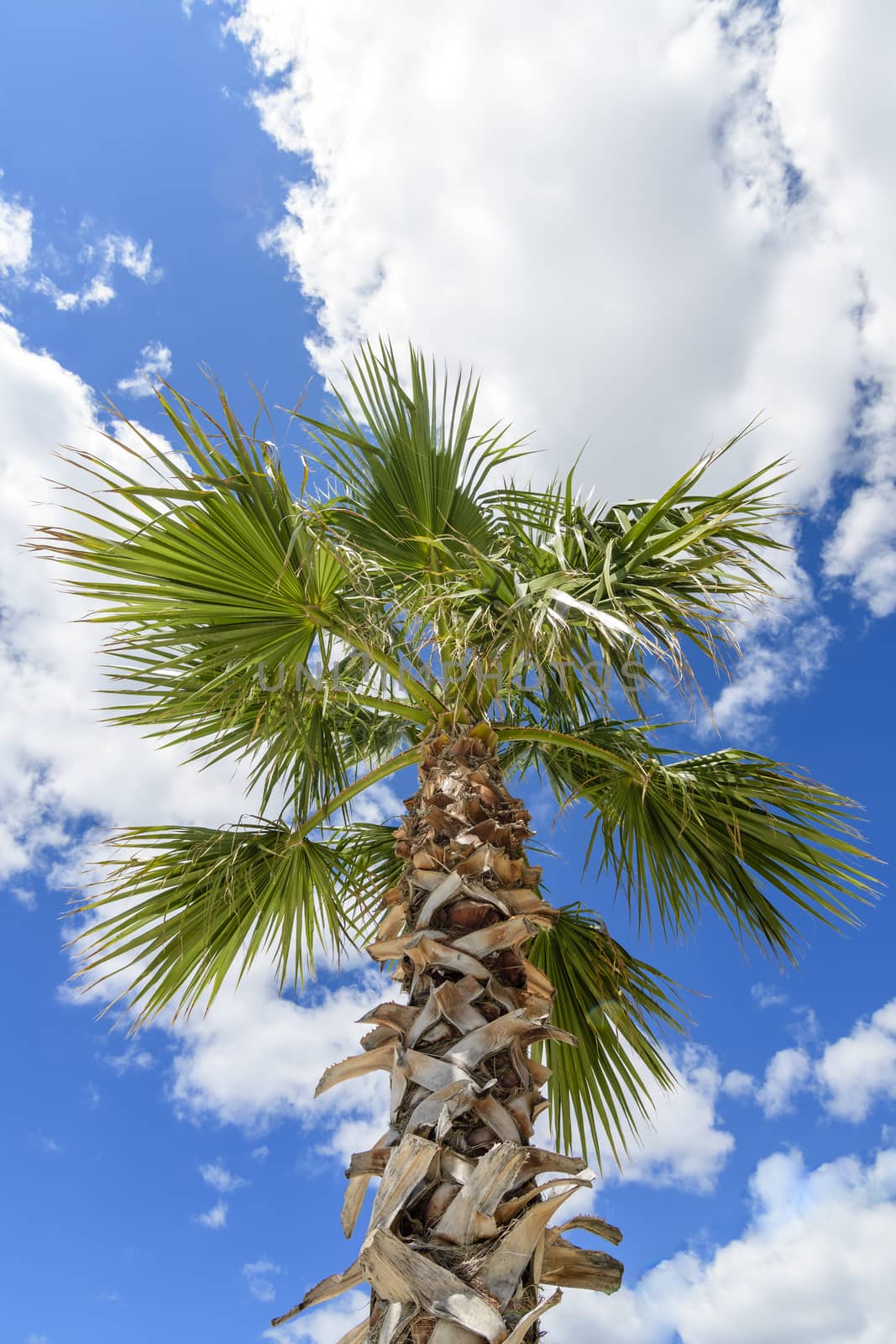 Palm tree against blue sky with white clouds in bright sunlight by asafaric