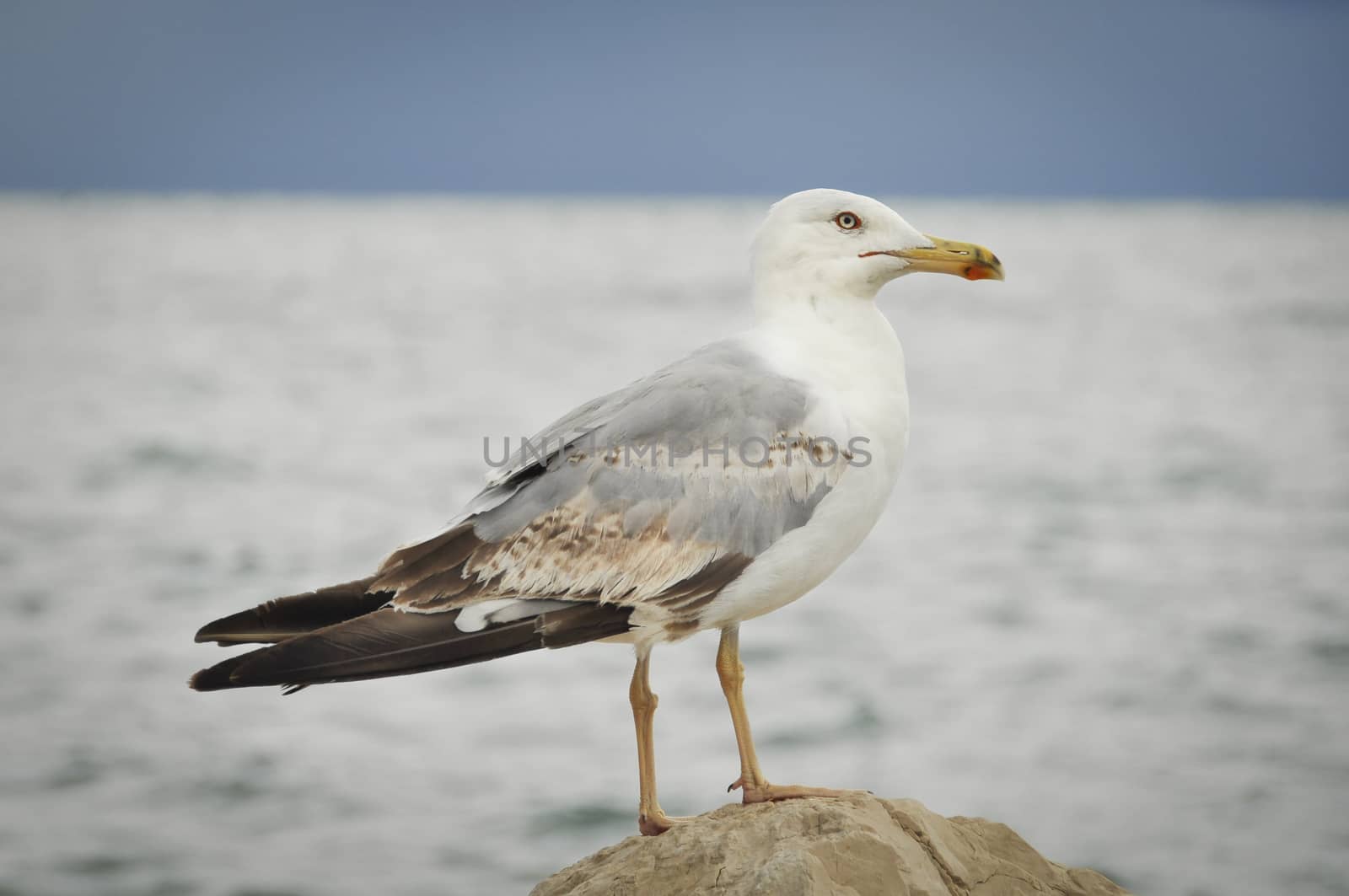 Seagull on a rock by asafaric