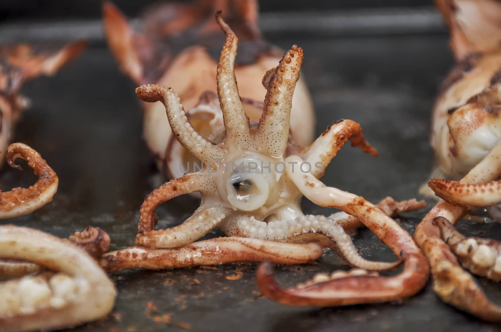 Squids on grill by asafaric