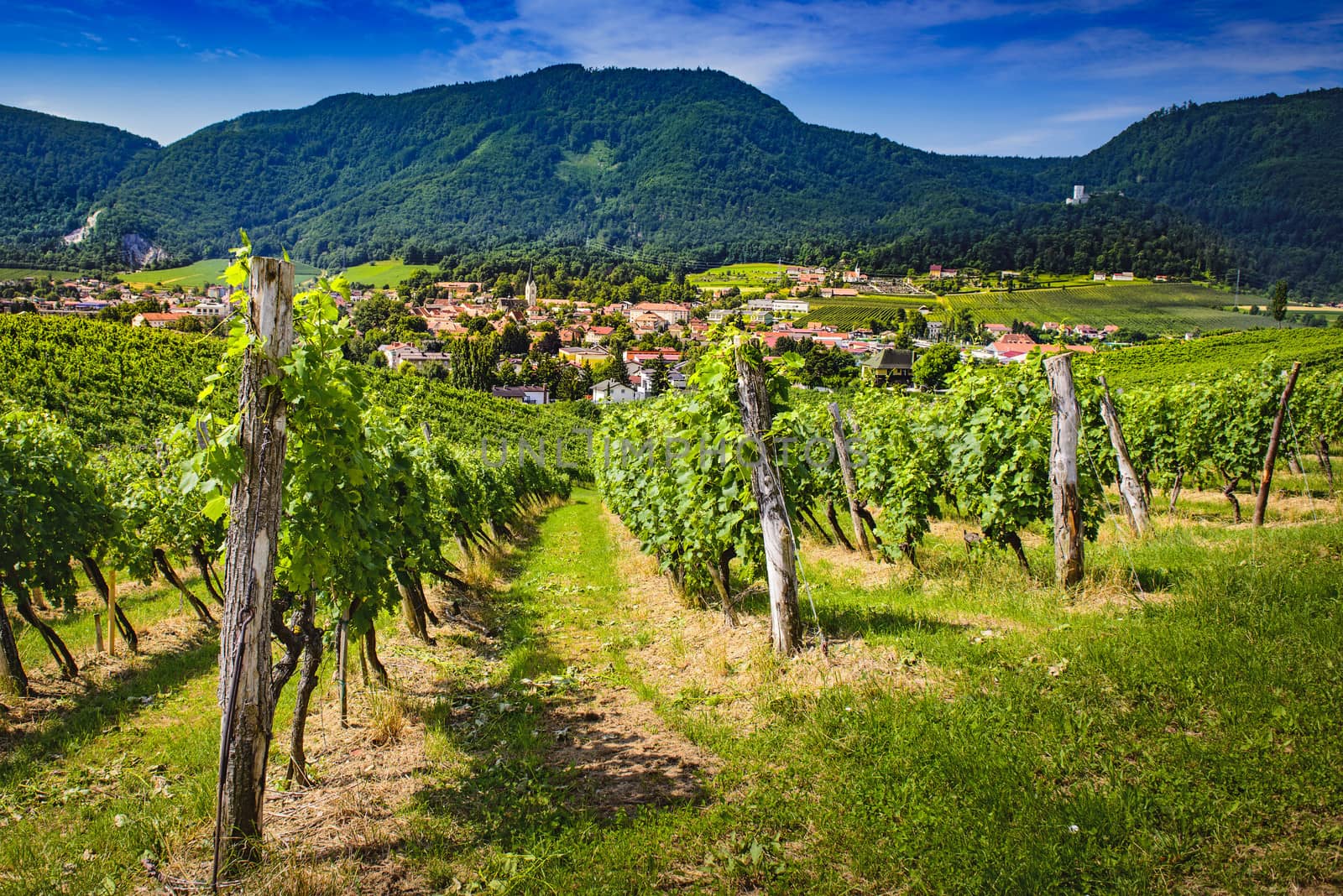 Small town through vineyards. Slovenske Konjice seen trough vines from vinery Zlati gric by asafaric
