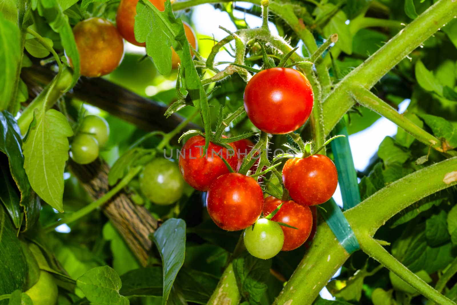 Tomatoes ripening in garden, home gardening