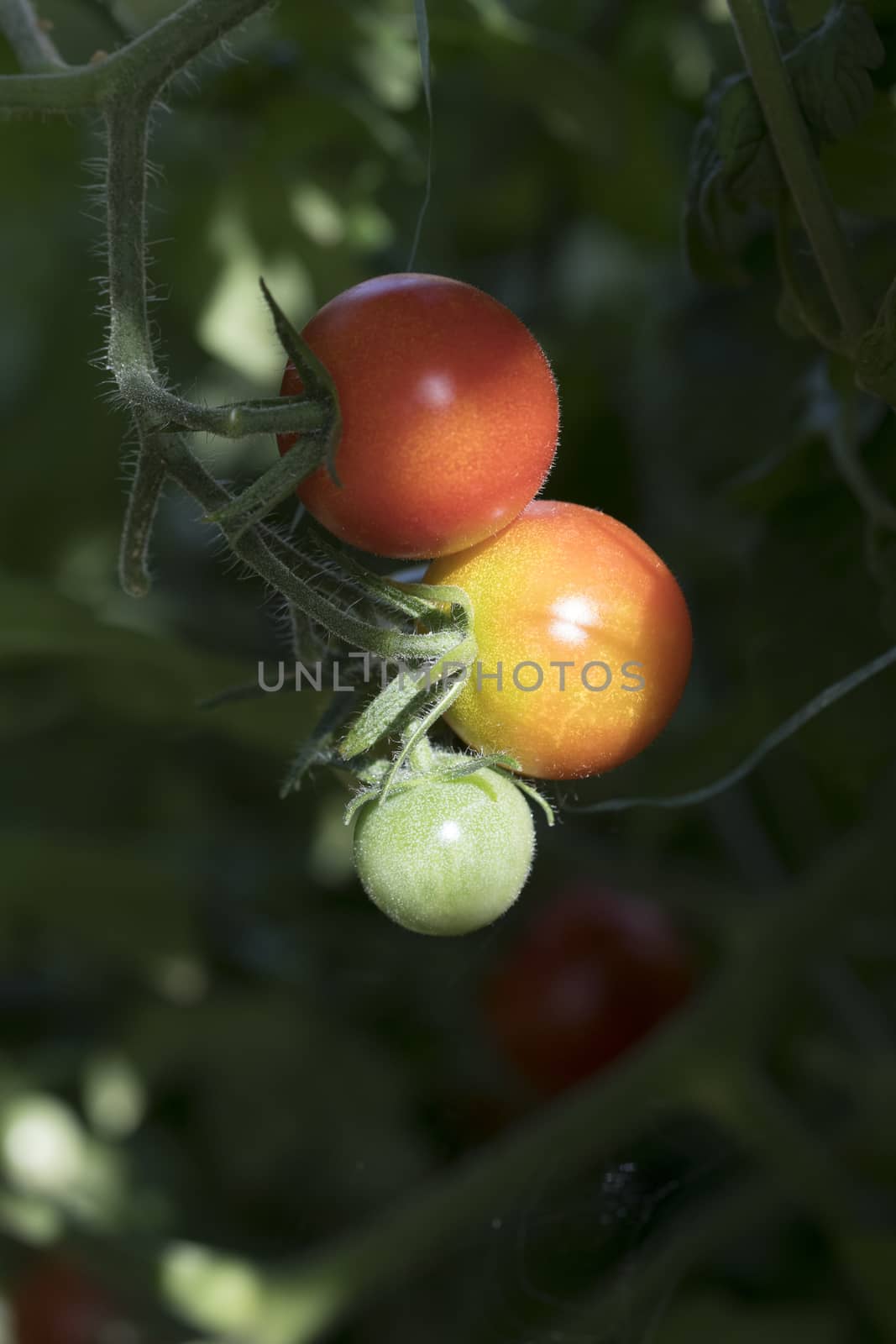 Tomatoes ripening in garden, home gardening