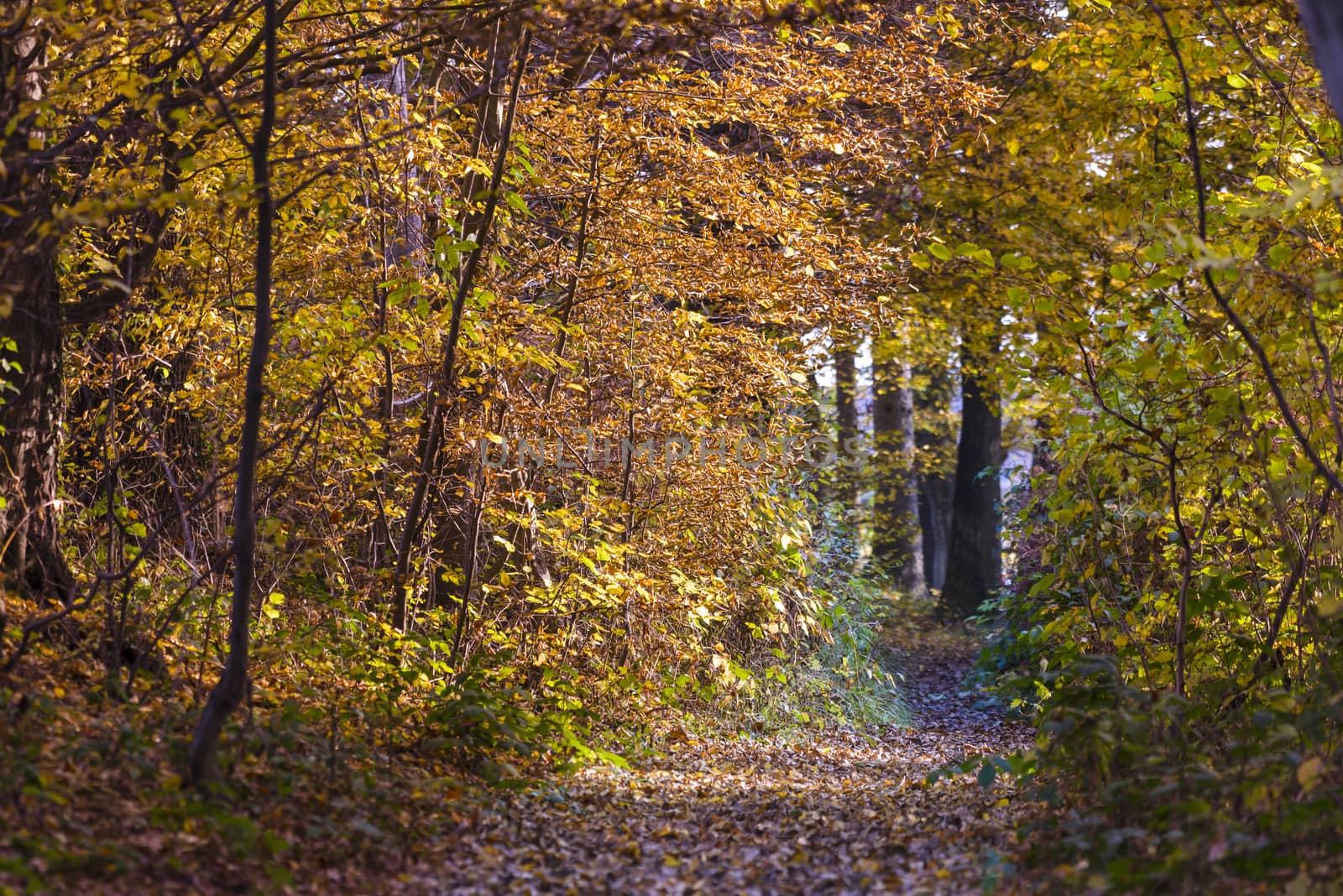 Autumn foliage in yellow, red and brown colors fills a path through the woods