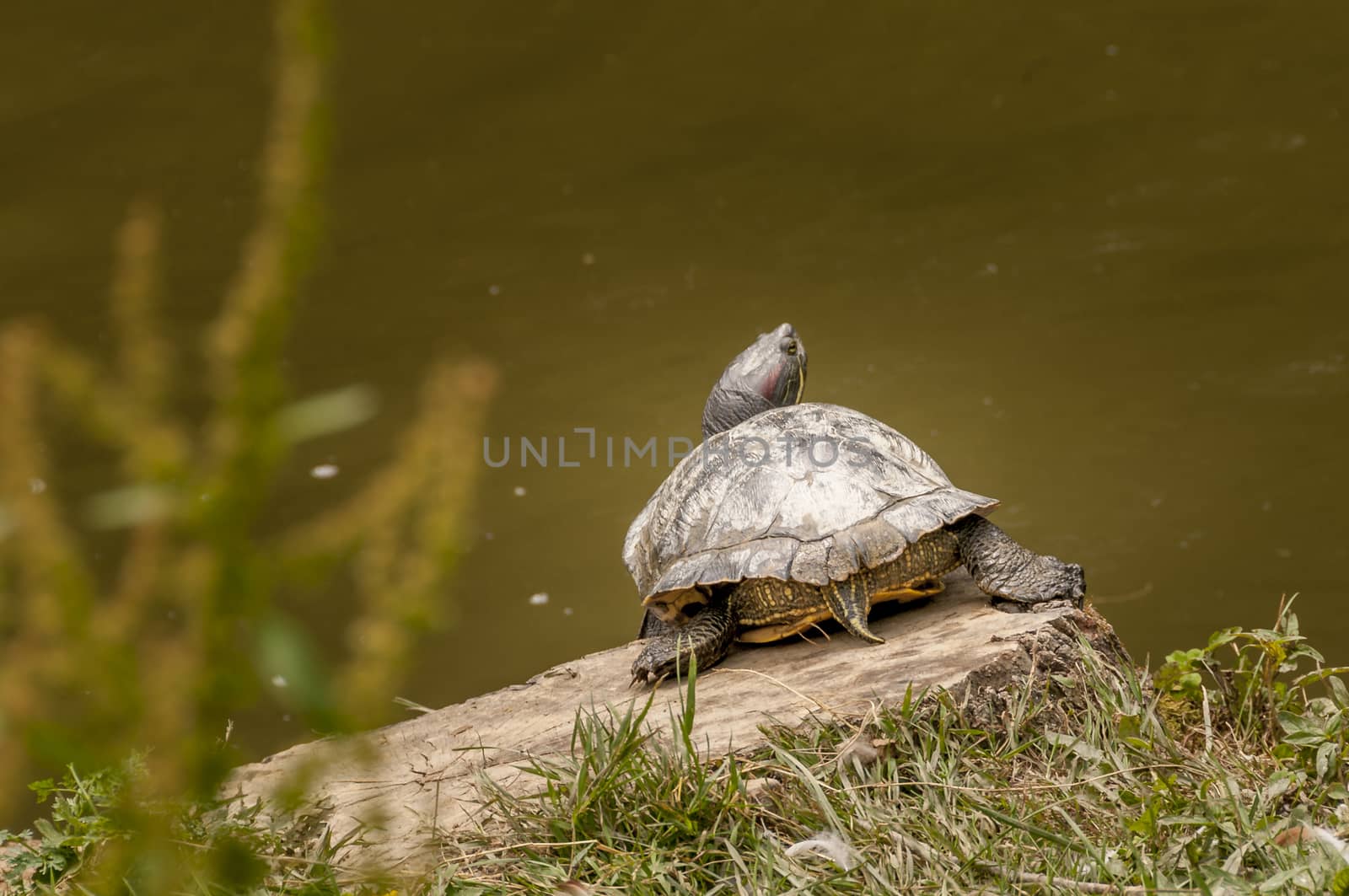 Turtle bathing in sun by asafaric