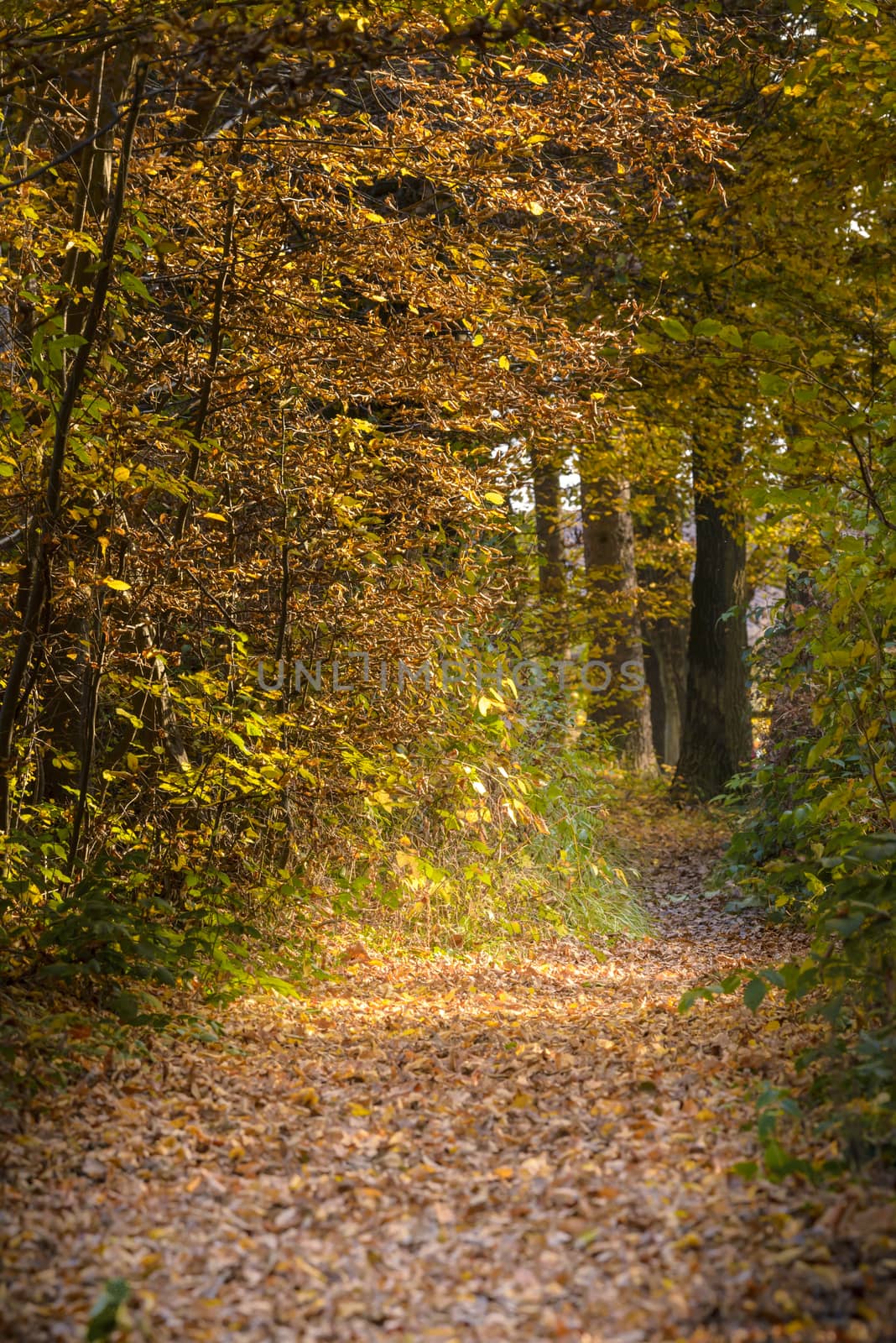 Autumn foliage in yellow, red and brown colors fills a path through the woods