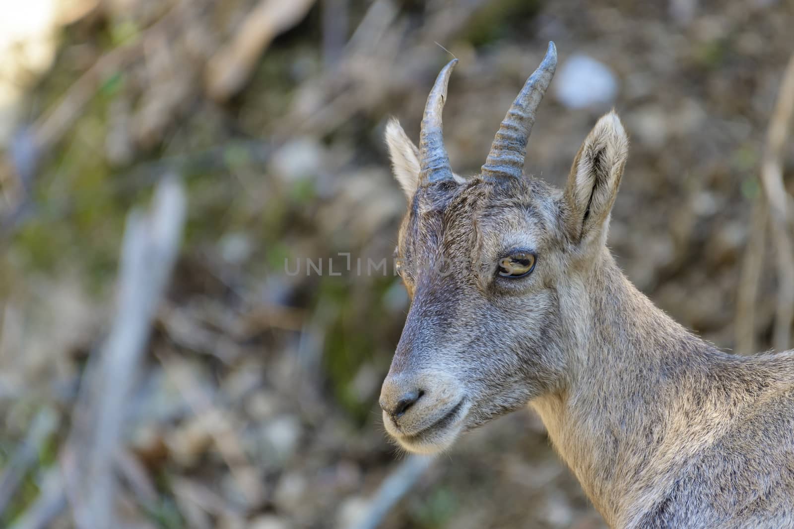 Young alpine ibex, closeup