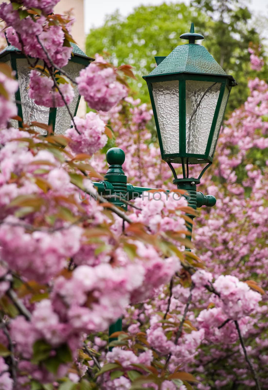 green lantern among cherry blossom by Pellinni