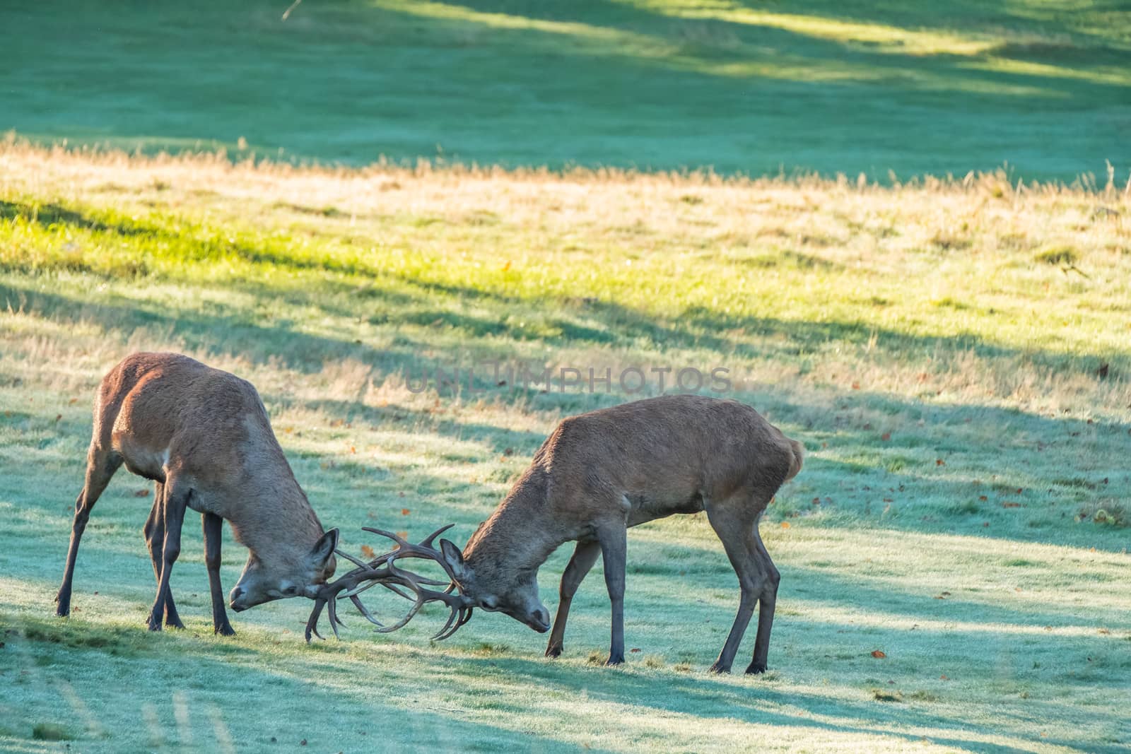 Two red deer stags rutting early in the morning