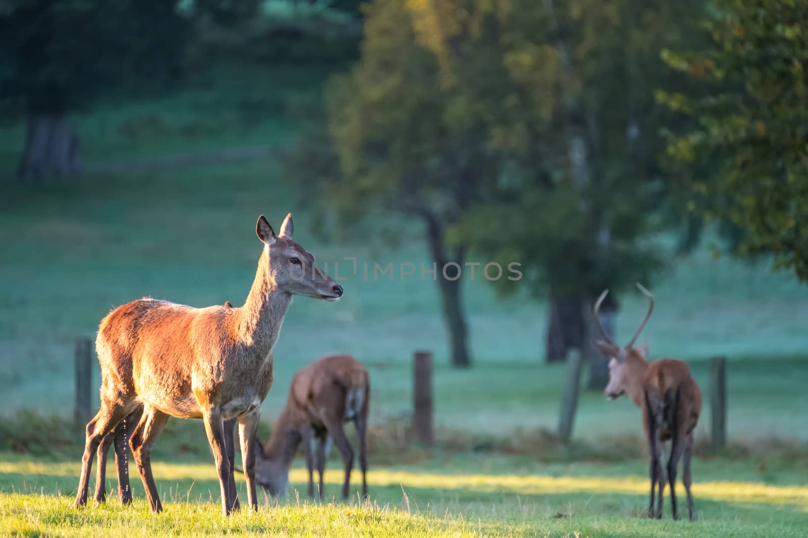 Female red deer in golden morning sunlight