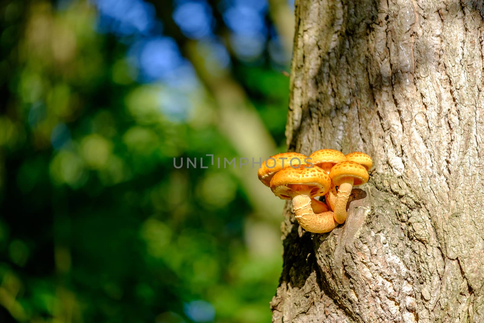 Vibrant orange coloured mushroom on a large tree trunk