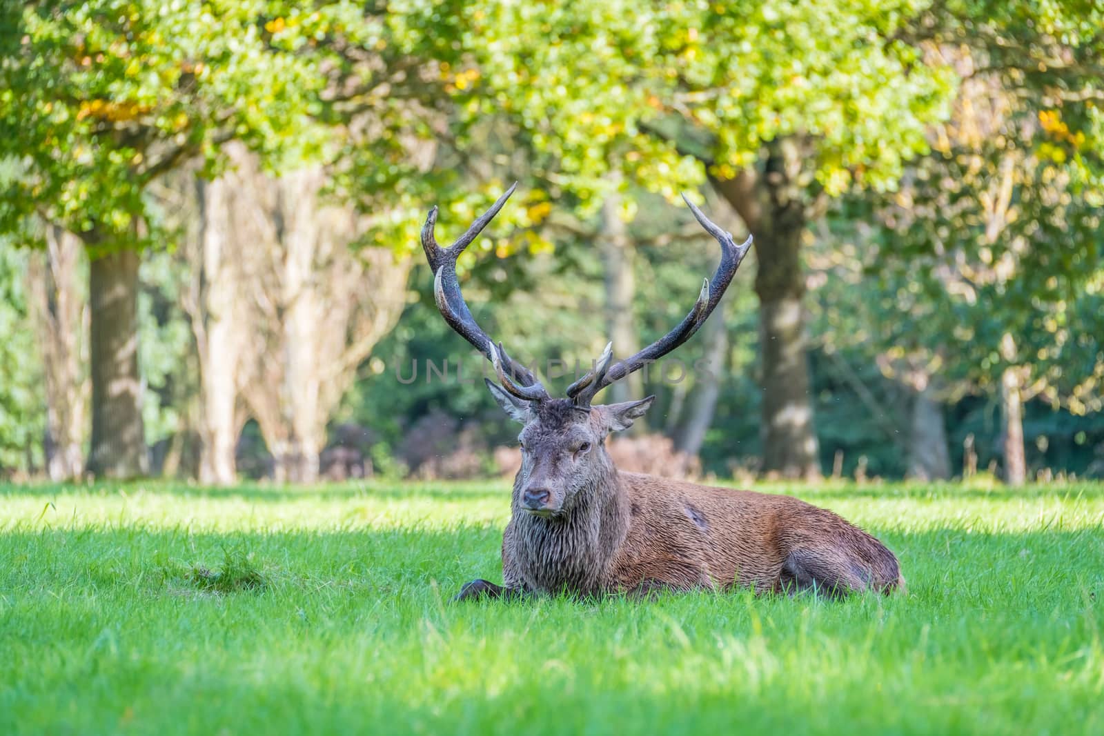 Injured red deer stag resting on the ground