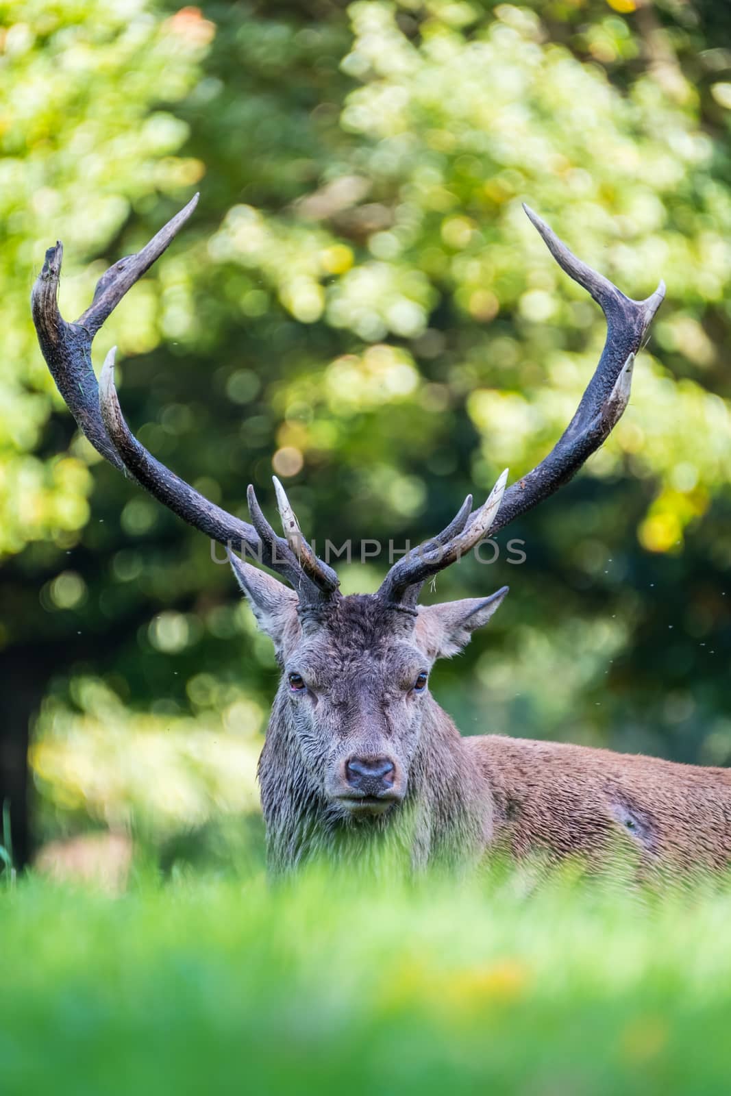 Injured red deer stag resting on the ground