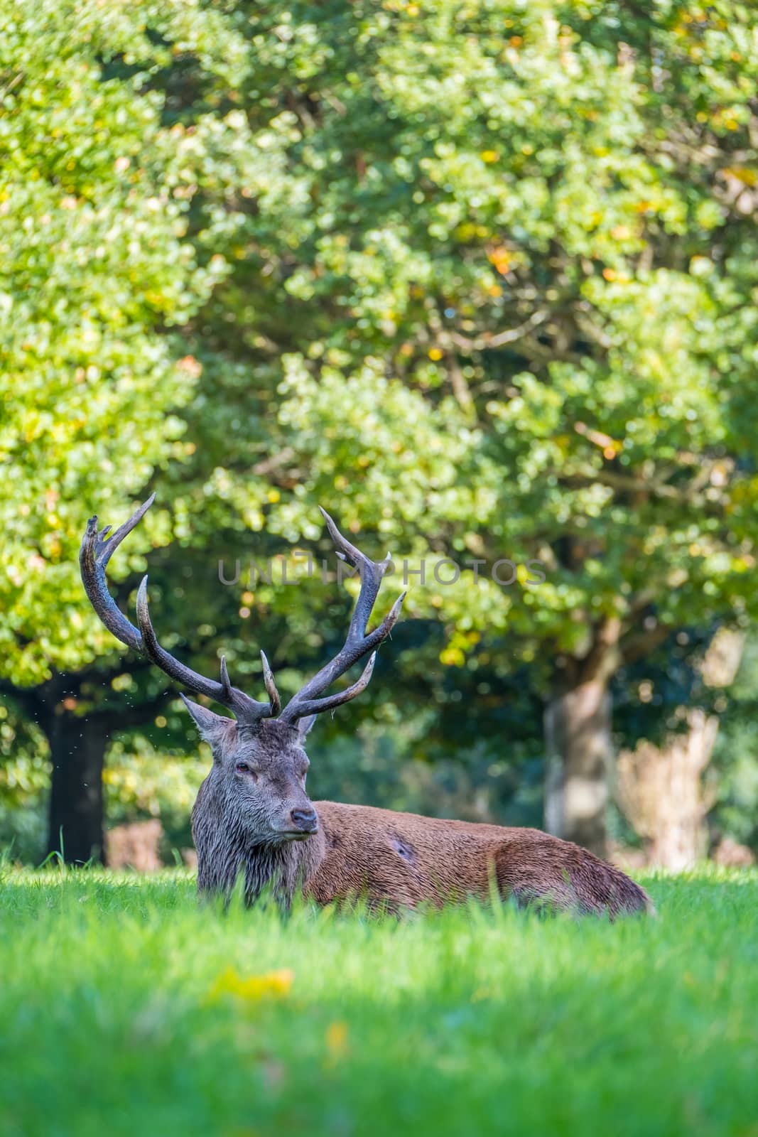 Injured red deer stag resting on the ground